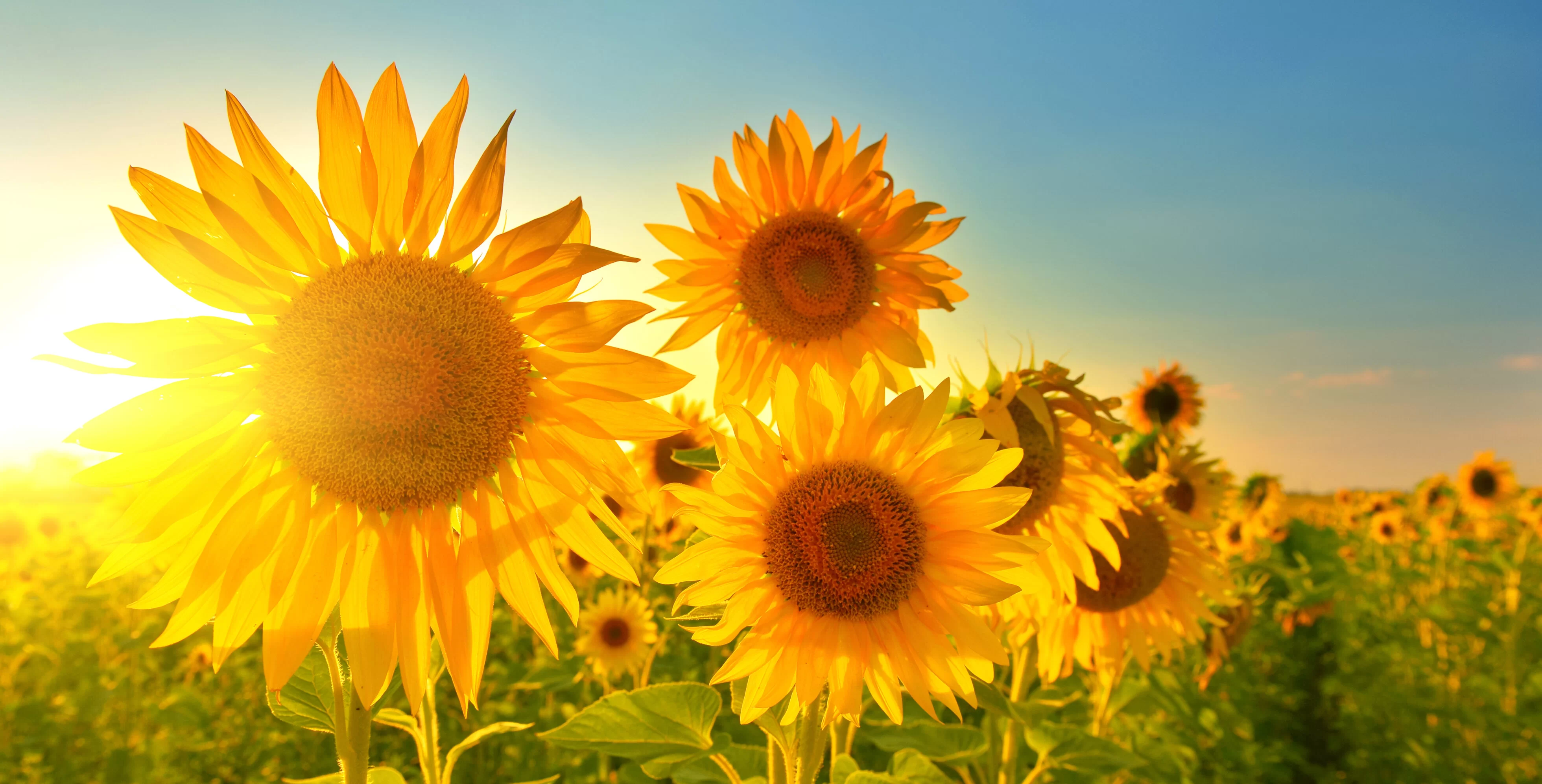 Cái tên sunflower